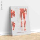 L'ensemble de Points de Déclenchement Myofasciaux