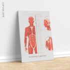 L'ensemble de Points de Déclenchement Myofasciaux