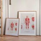 Das Muskelsystem Diagramm