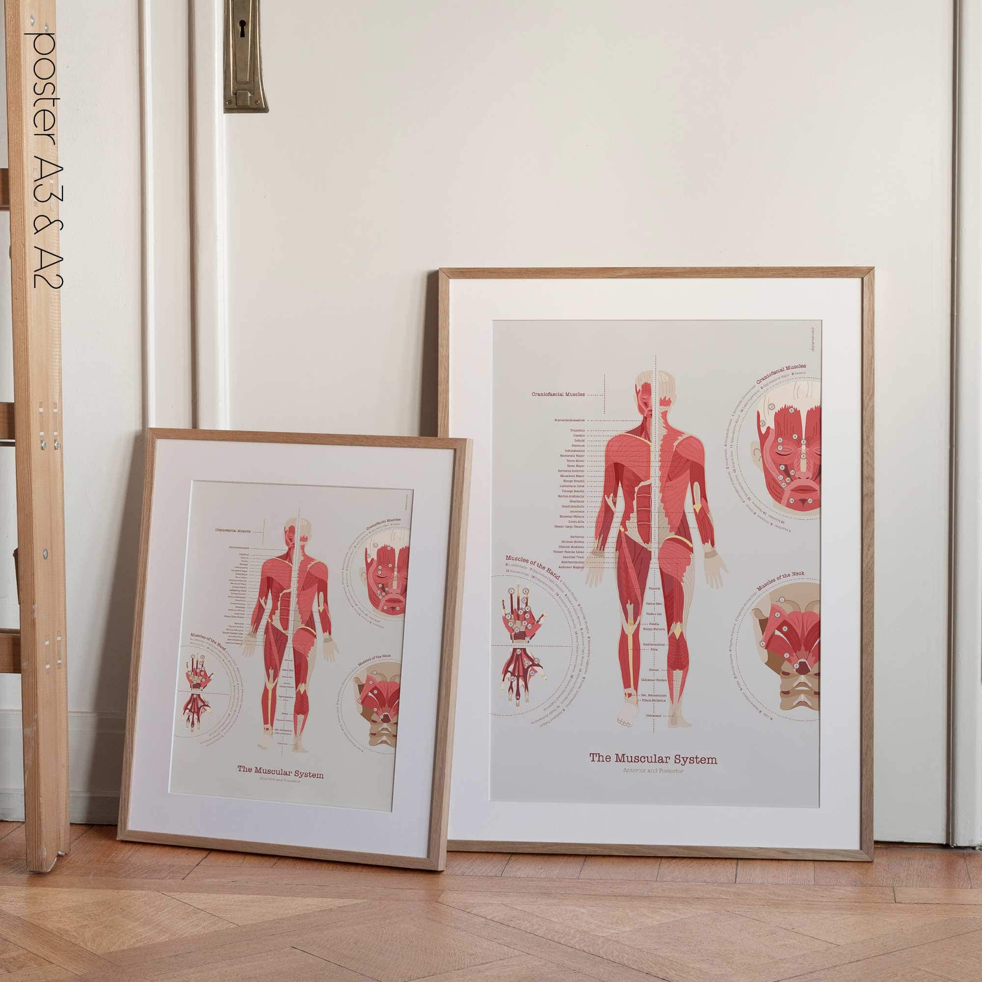 Das Muskelsystem Diagramm