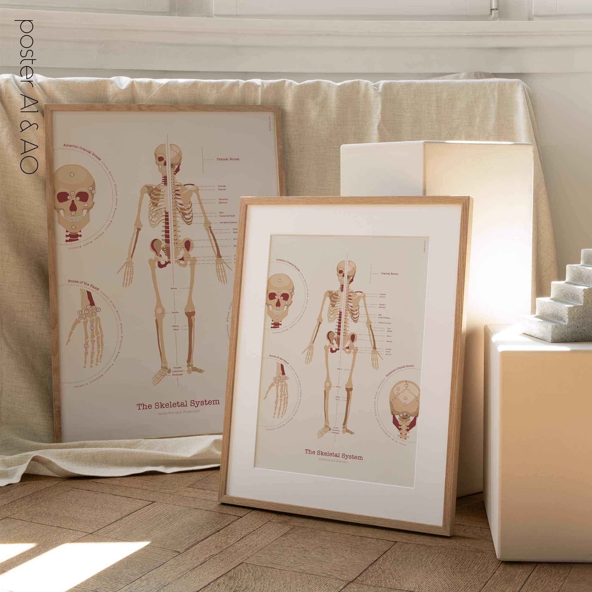 The Skeletal System Chart