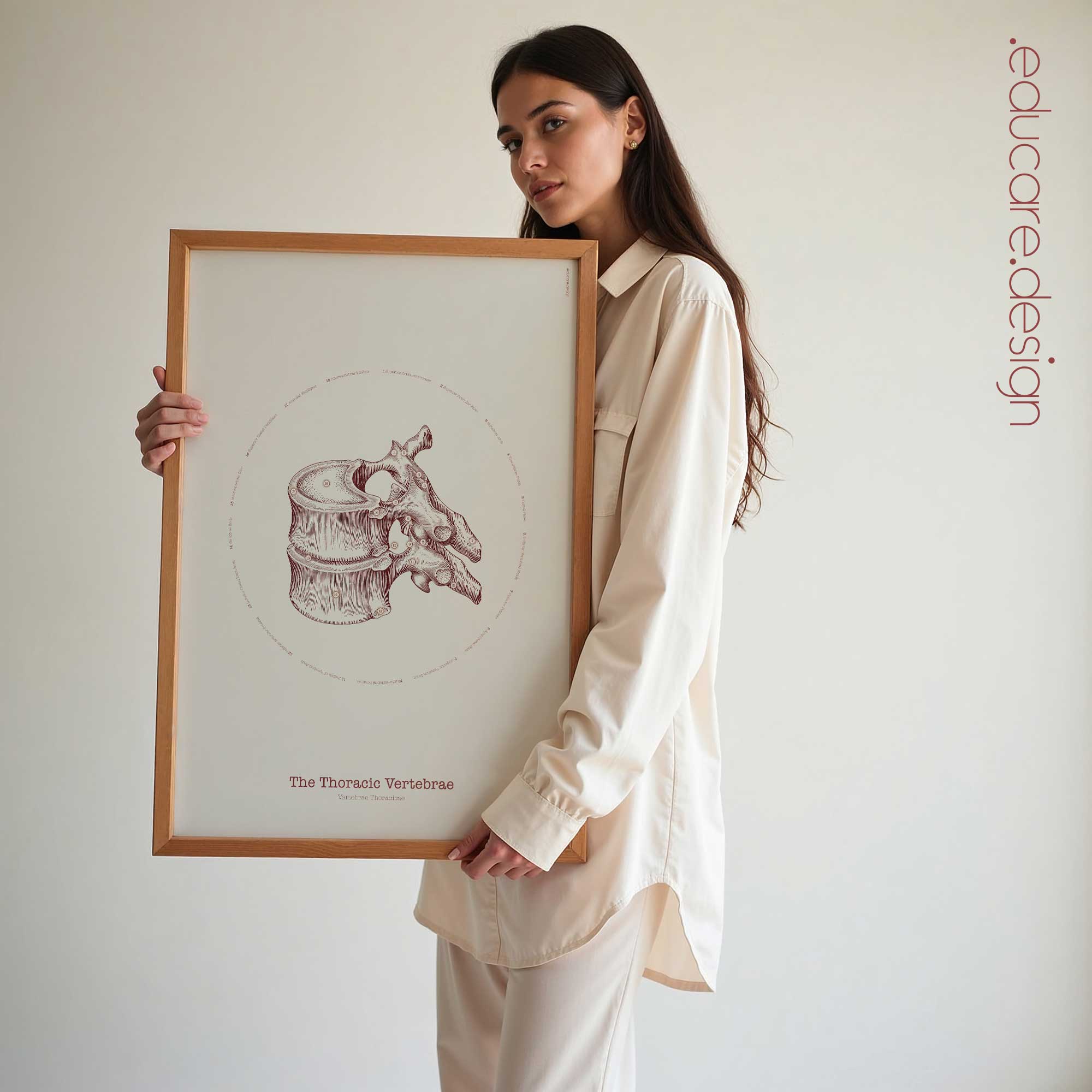 The Thoracic Vertebrae Bones Vintage Artwork