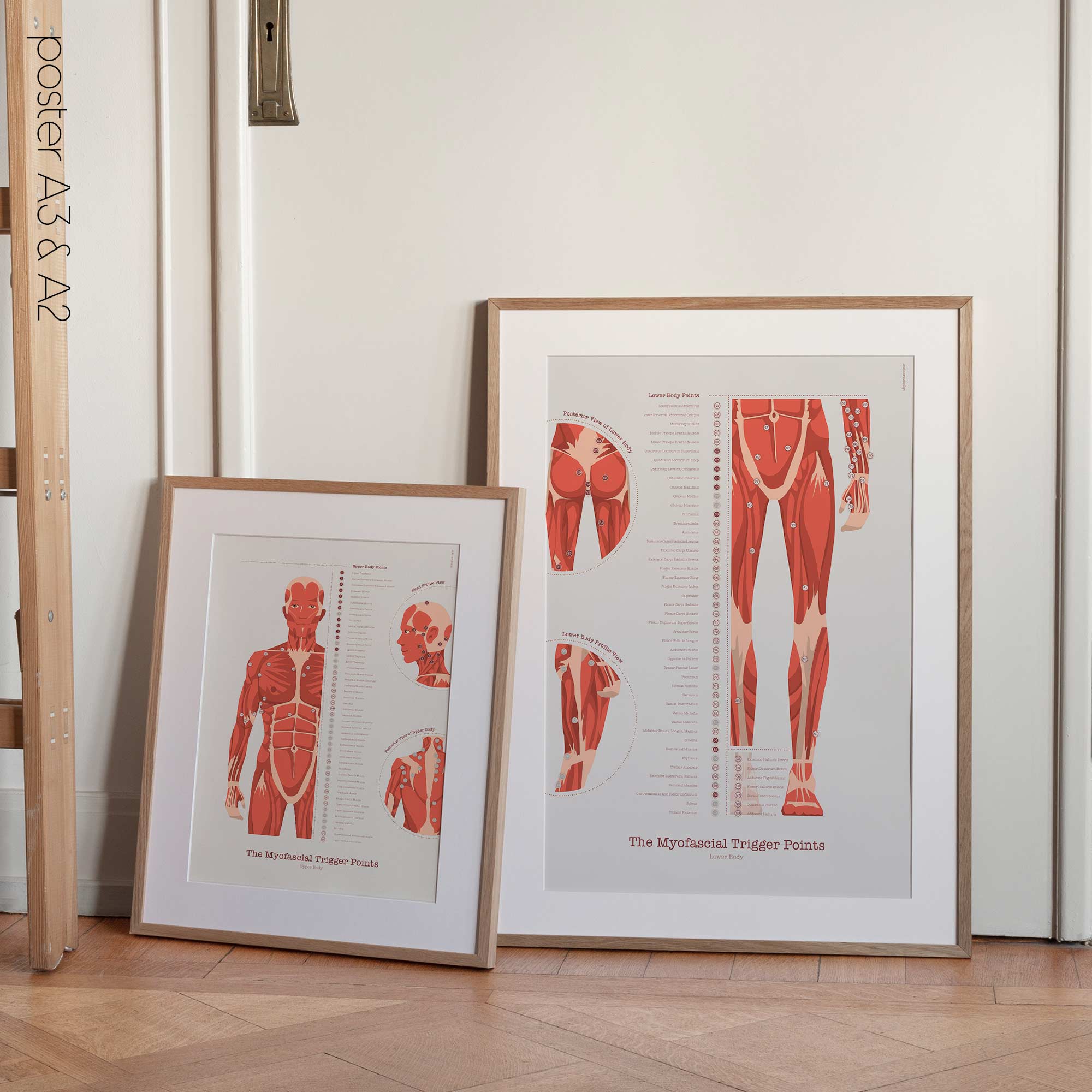 L'ensemble de Points de Déclenchement Myofasciaux