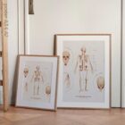 The Skeletal System Chart