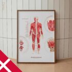 Das Muskelsystem Diagramm