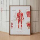 Das muskuläre System