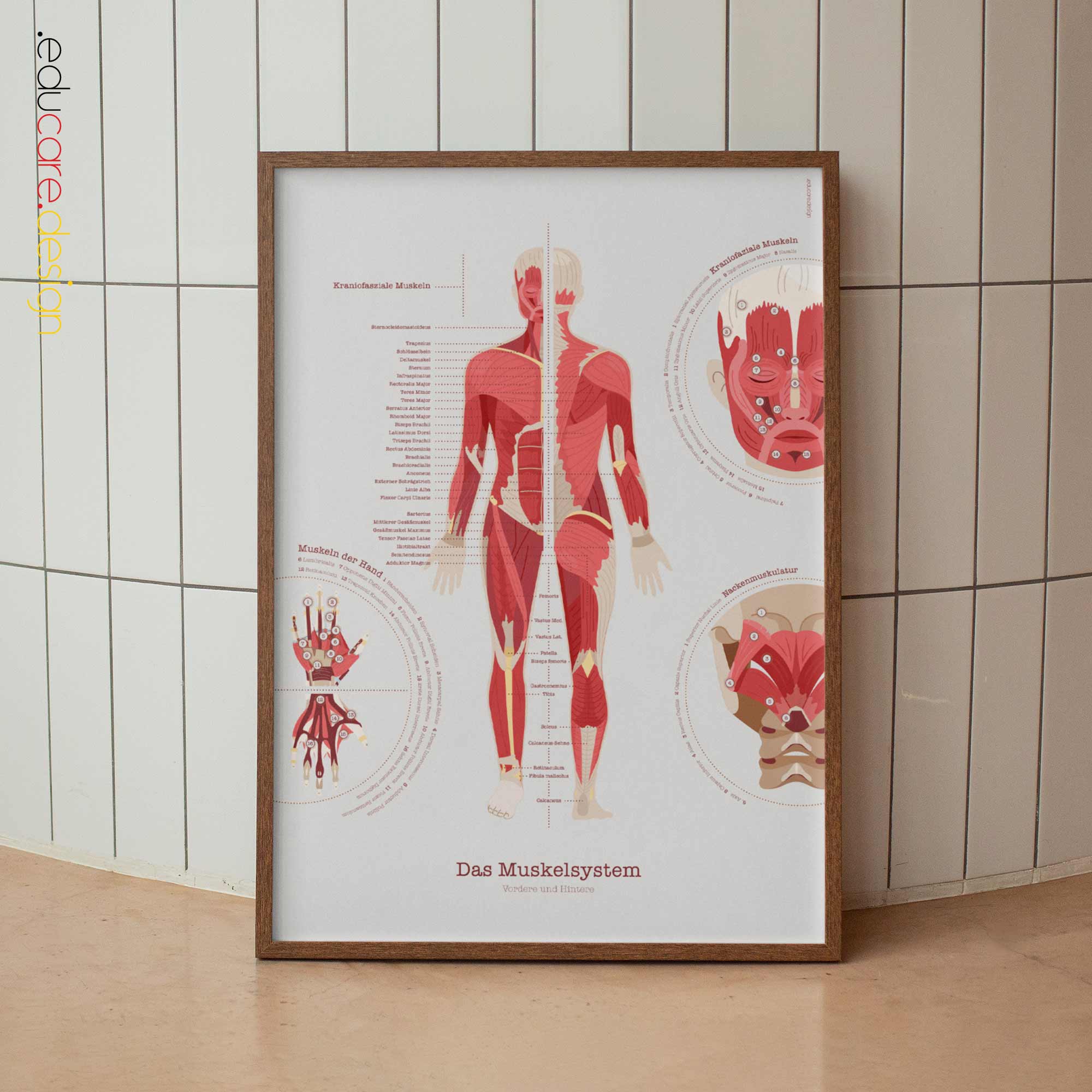 The Muscular System Chart