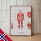 Das Muskelsystem Diagramm