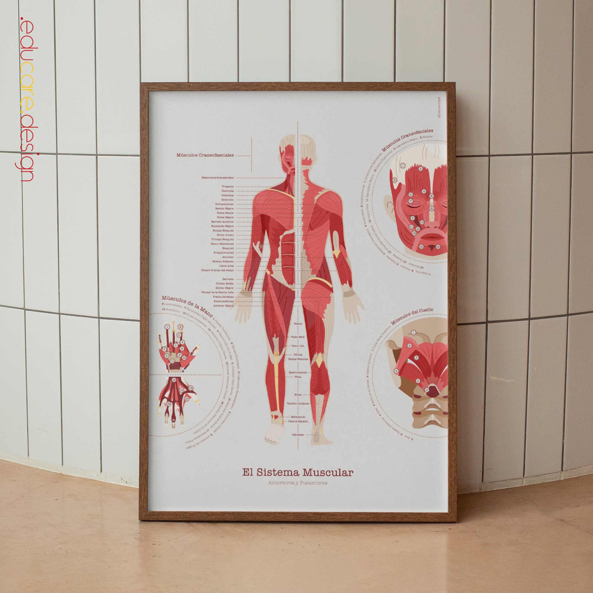The Muscular System Chart