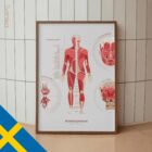 Das Muskelsystem Diagramm