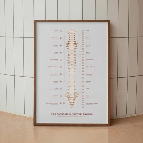 Das Autonome Nervensystem