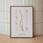 The Vertebral Column anatomy chart for clinics