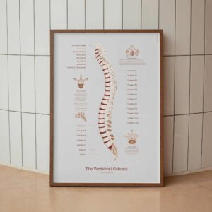 The Vertebral Column