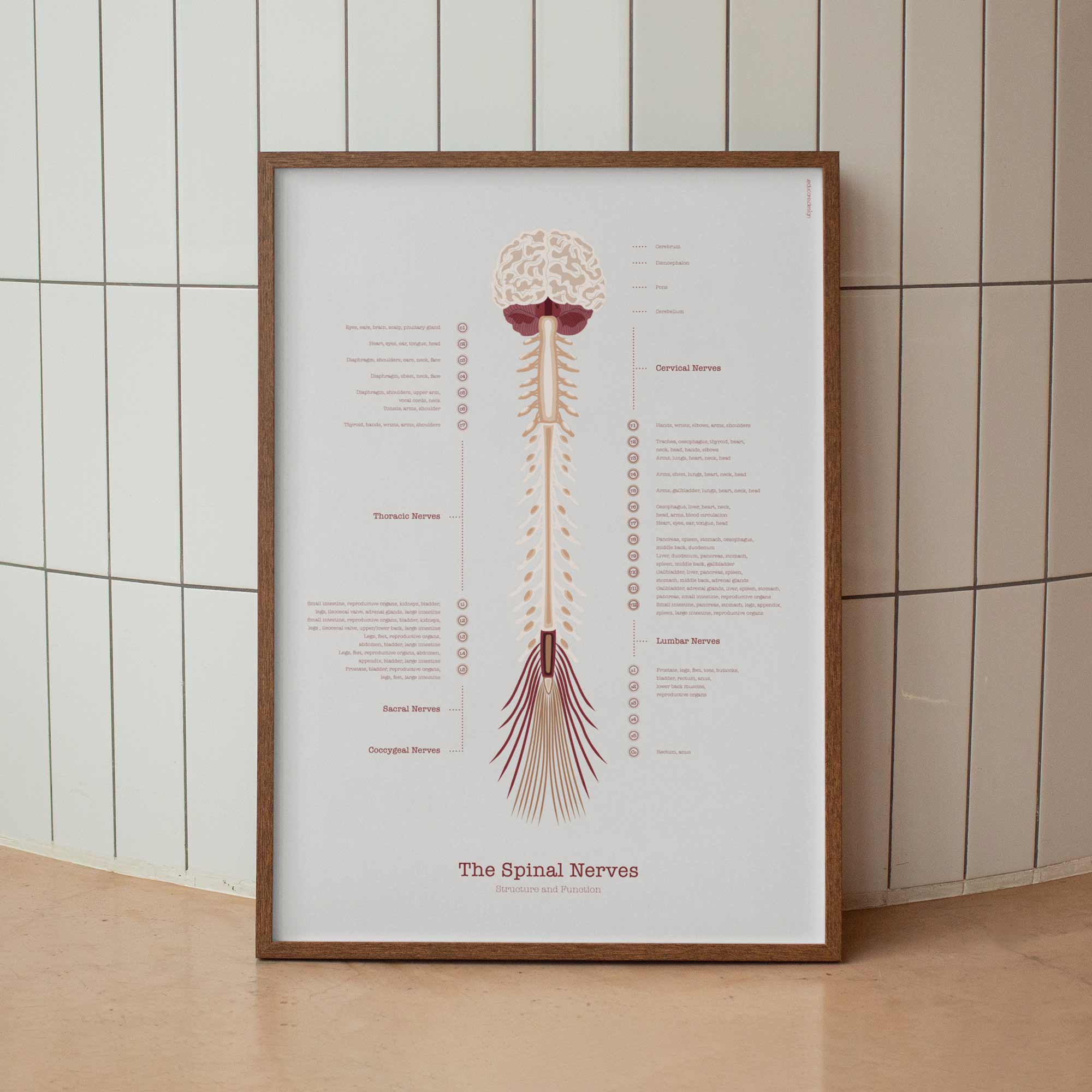 The Cranial Nerves — Preview