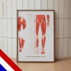 L'ensemble de Points de Déclenchement Myofasciaux