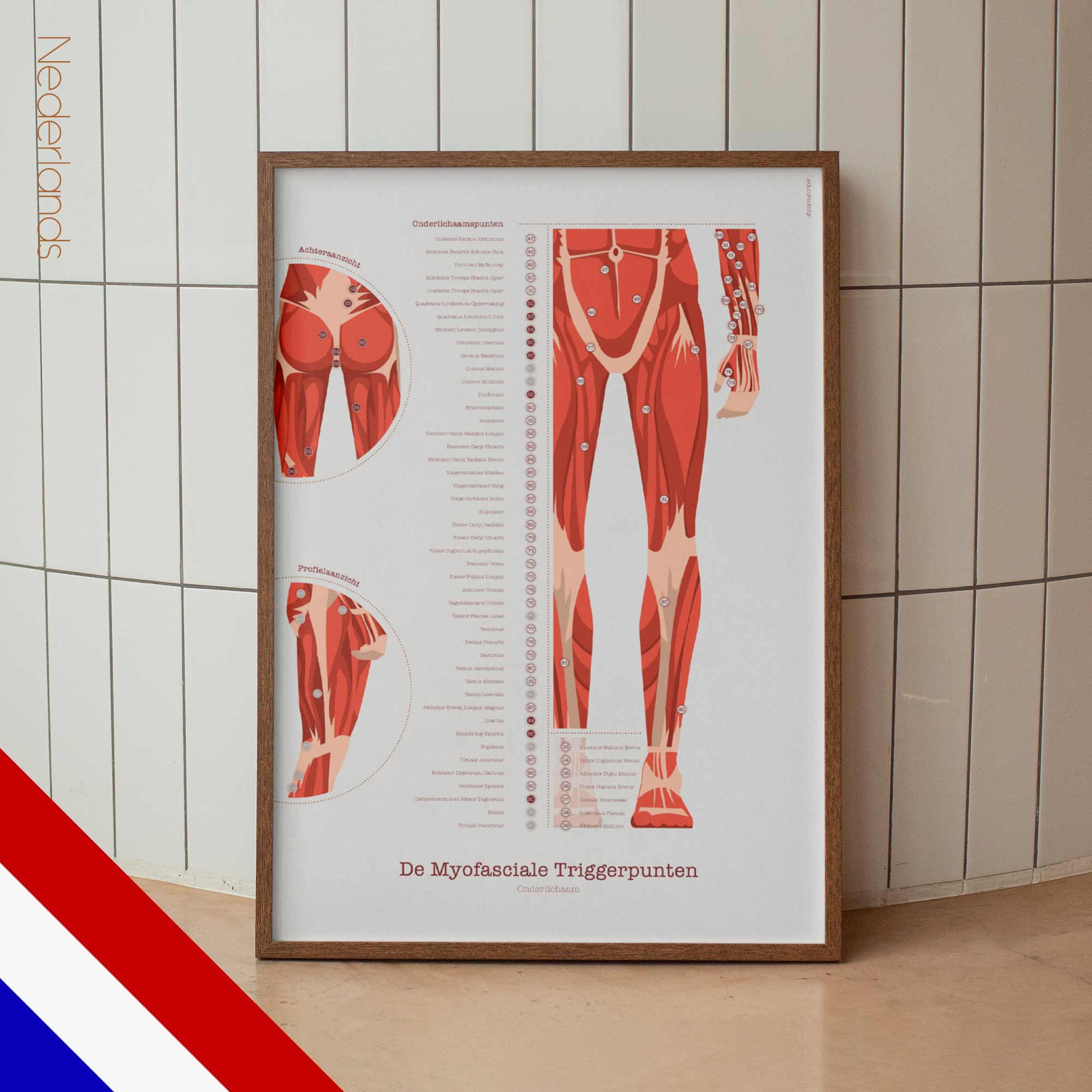 L'ensemble de Points de Déclenchement Myofasciaux