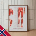 L'ensemble de Points de Déclenchement Myofasciaux