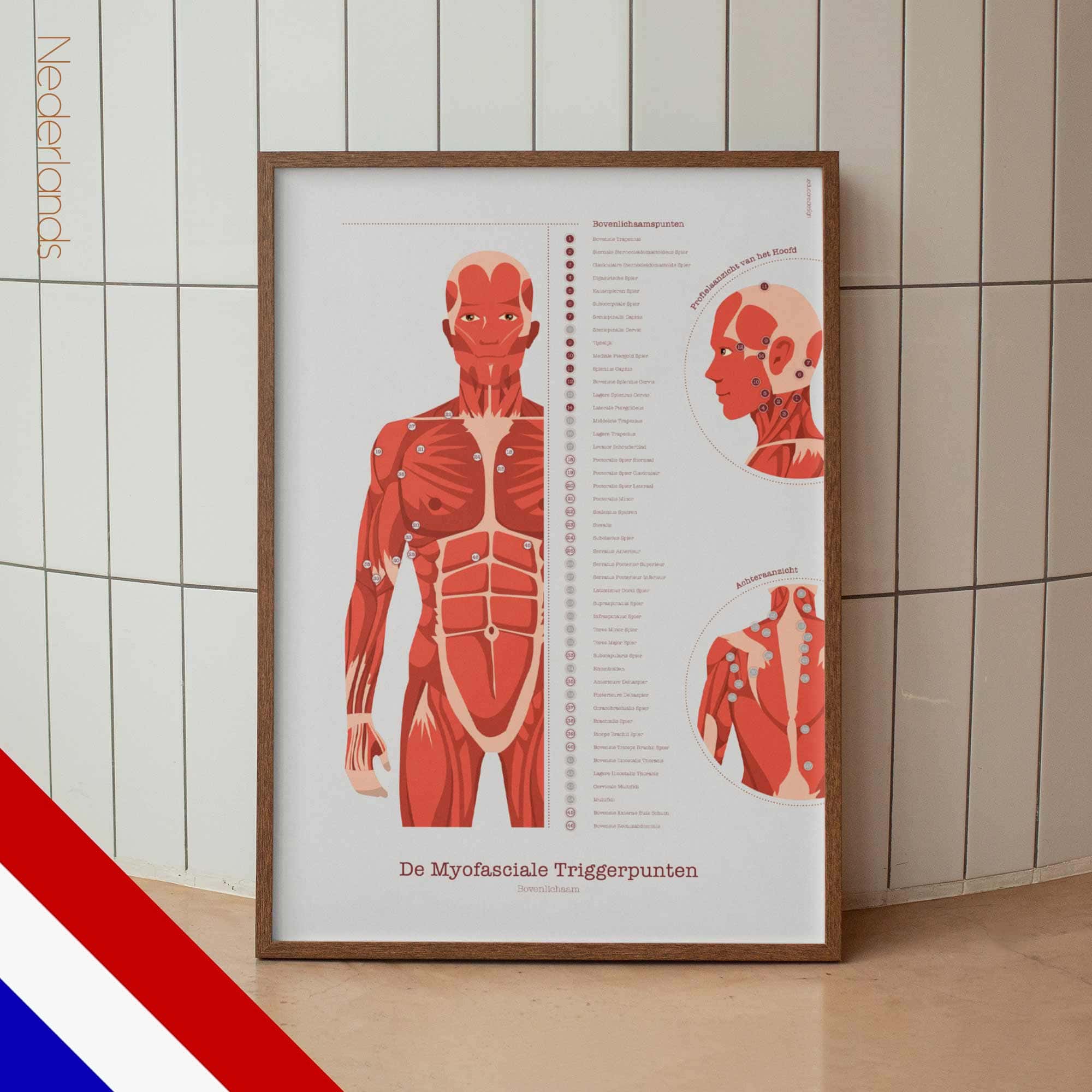 De Myofasciale Triggerpunten