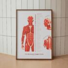 L'ensemble de Points de Déclenchement Myofasciaux