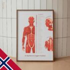 L'ensemble de Points de Déclenchement Myofasciaux