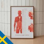 L'ensemble de Points de Déclenchement Myofasciaux