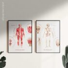 Das Muskelsystem Diagramm