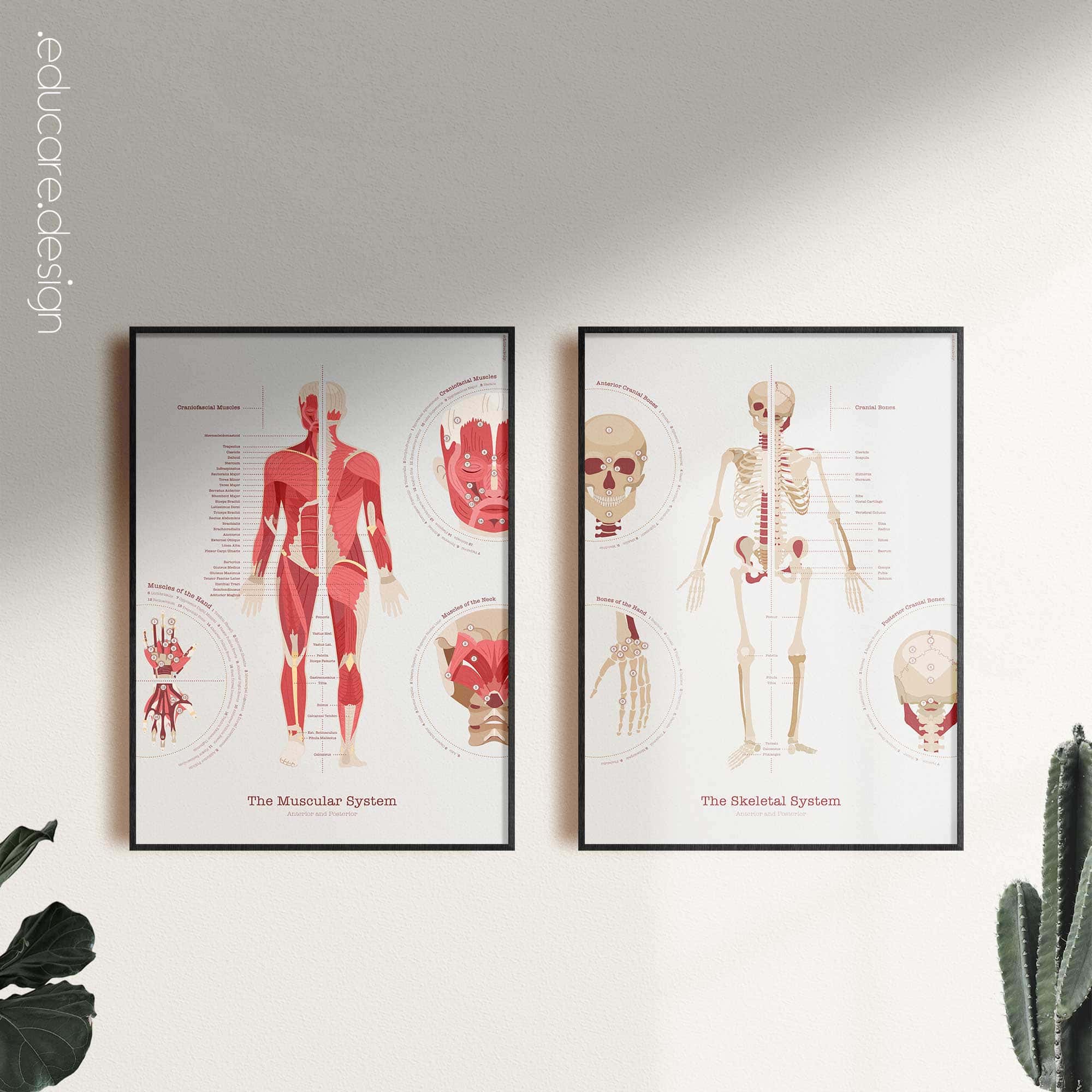 Das Muskelsystem Diagramm