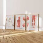 L'ensemble de Points de Déclenchement Myofasciaux