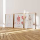 Cuadro del sistema muscular