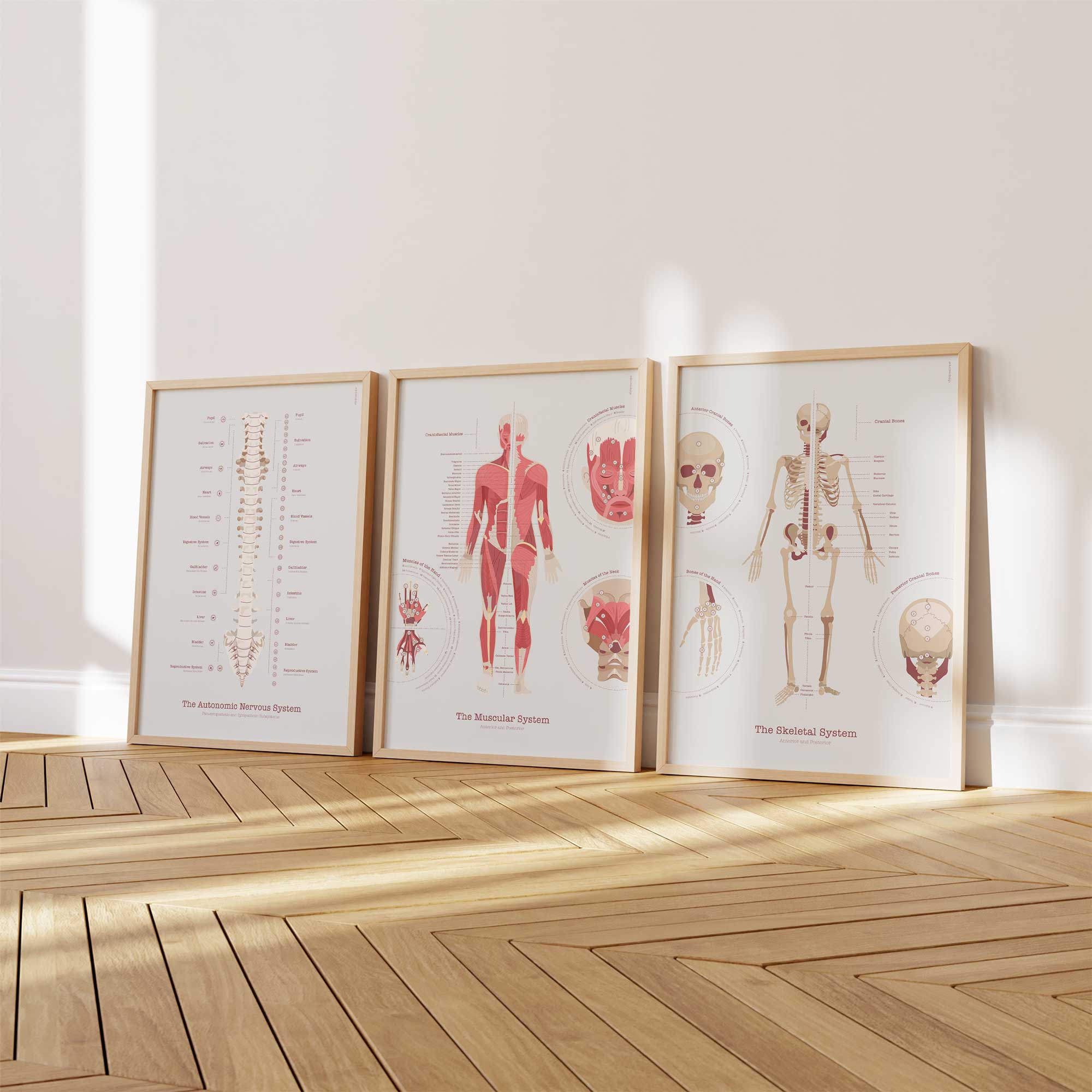 Cuadro del sistema muscular