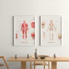 Das Muskelsystem Diagramm