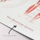 Das Muskelsystem Diagramm