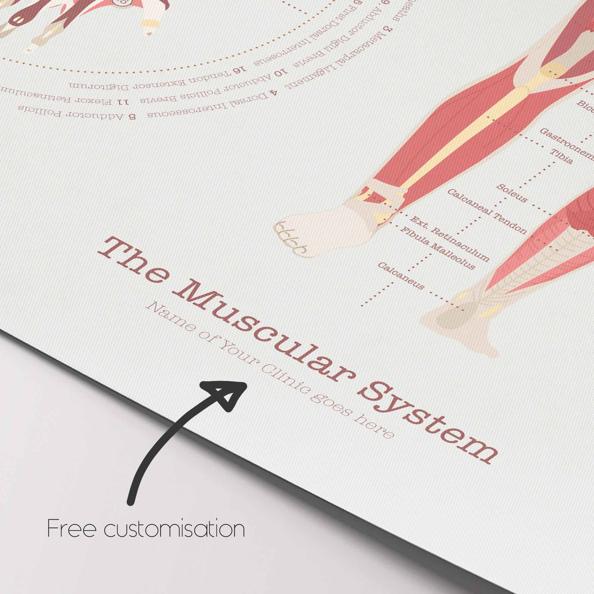Das Muskelsystem Diagramm