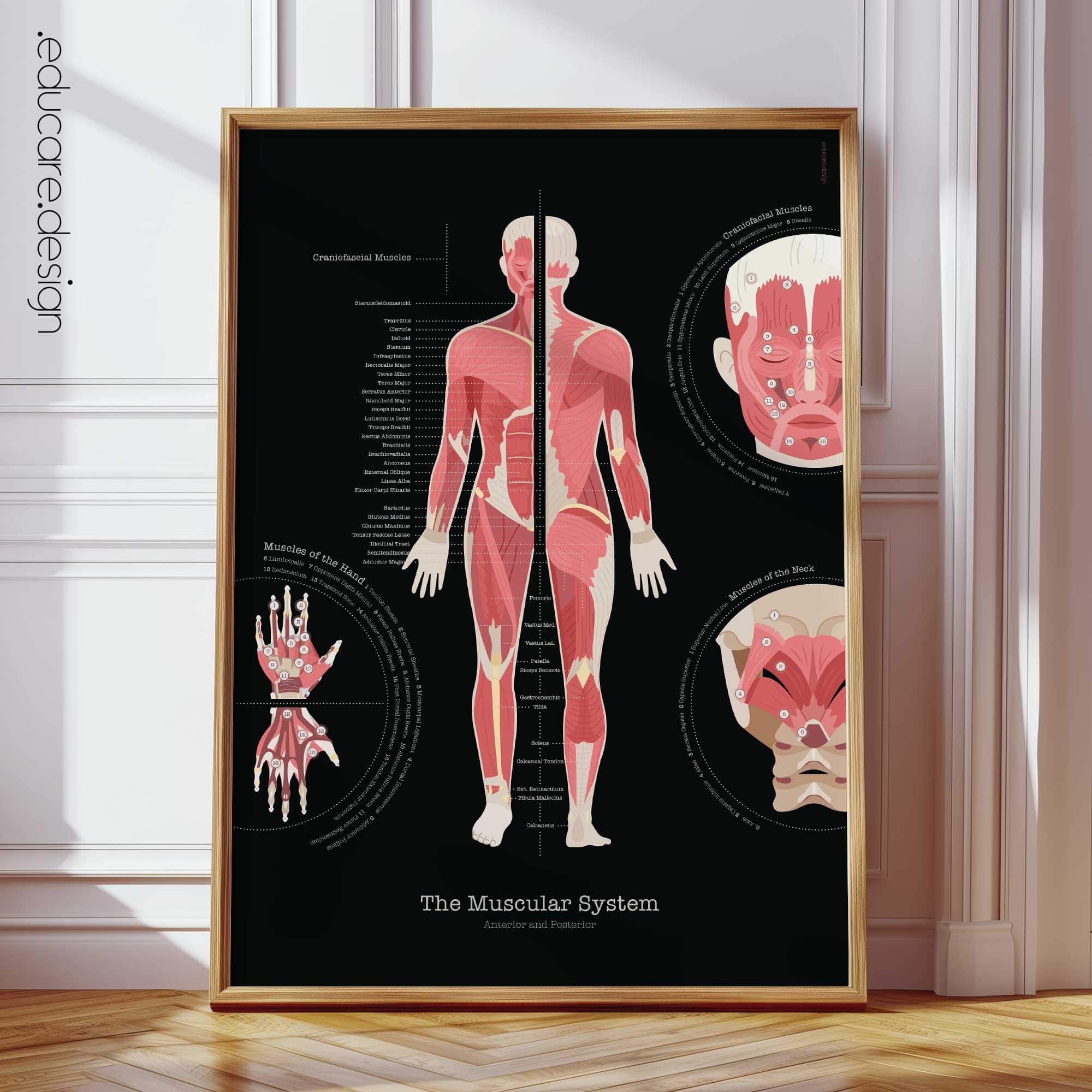 Anatomie der Muskulatur, schwarze Ausgabe