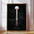 The Spinal Nerves anatomy chart for clinics