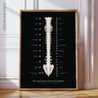 Autonomic Nervous System Anatomy Chart, Black Edition