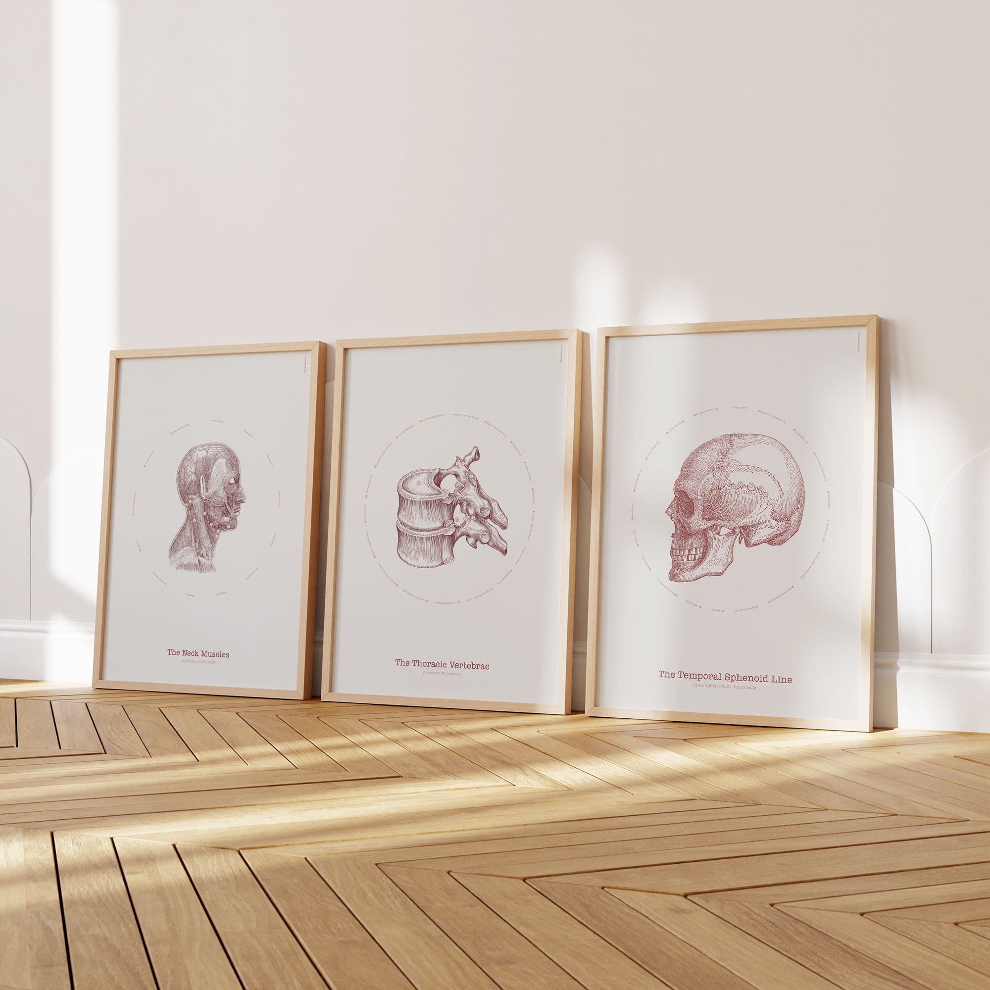 The Vintage Anatomy Artwork