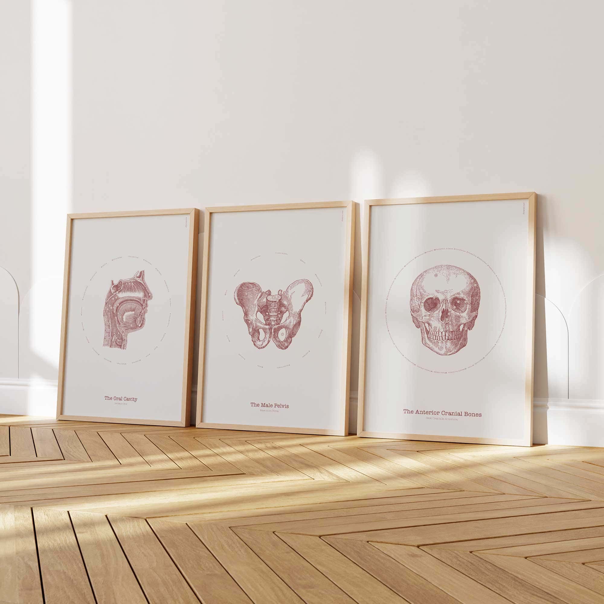 The Vintage Anatomy Artwork