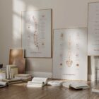 The Herniated Disc anatomy chart for clinics