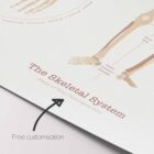 The Skeletal System Chart