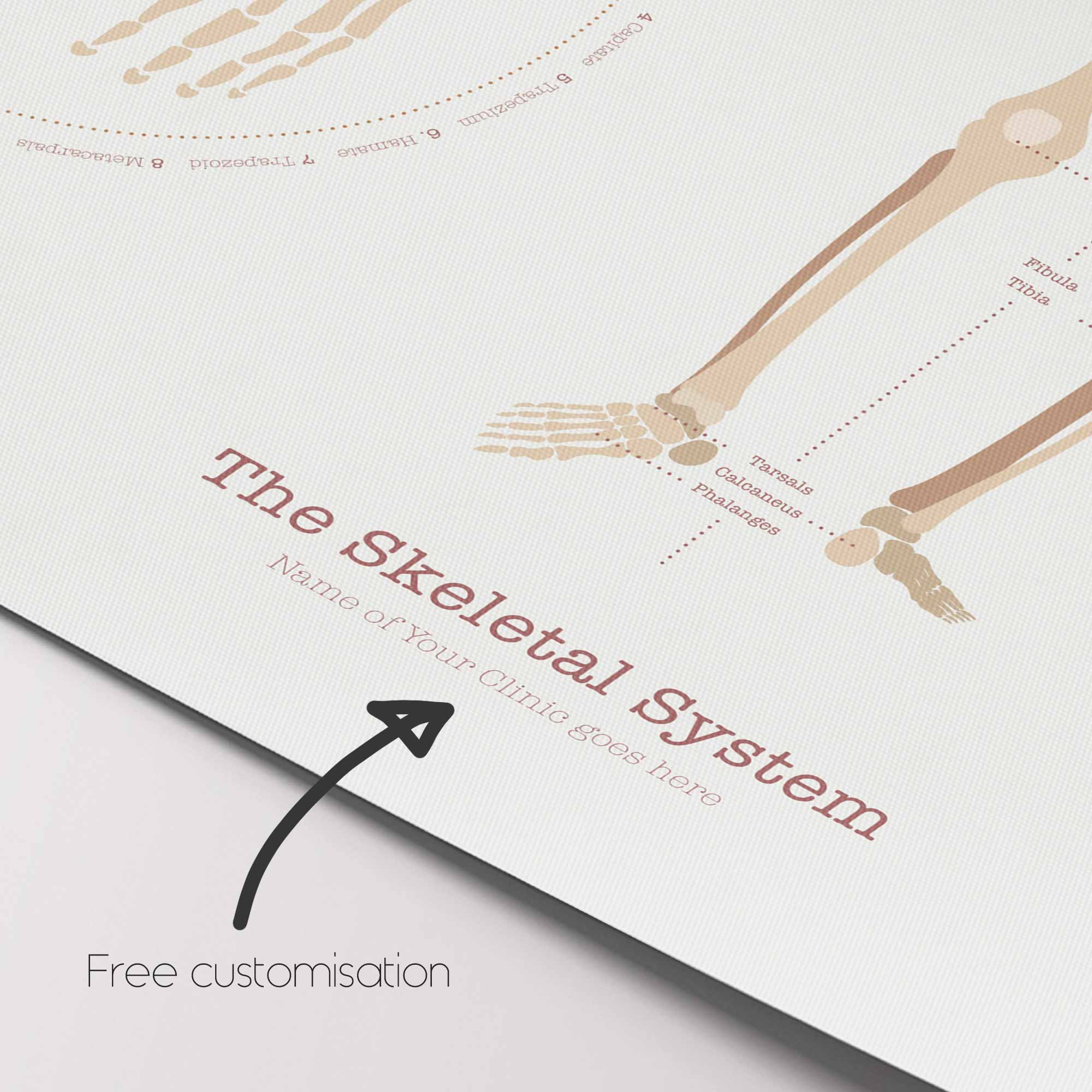 The Skeletal System Chart