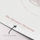 The Thoracic Vertebrae Bones Vintage Artwork