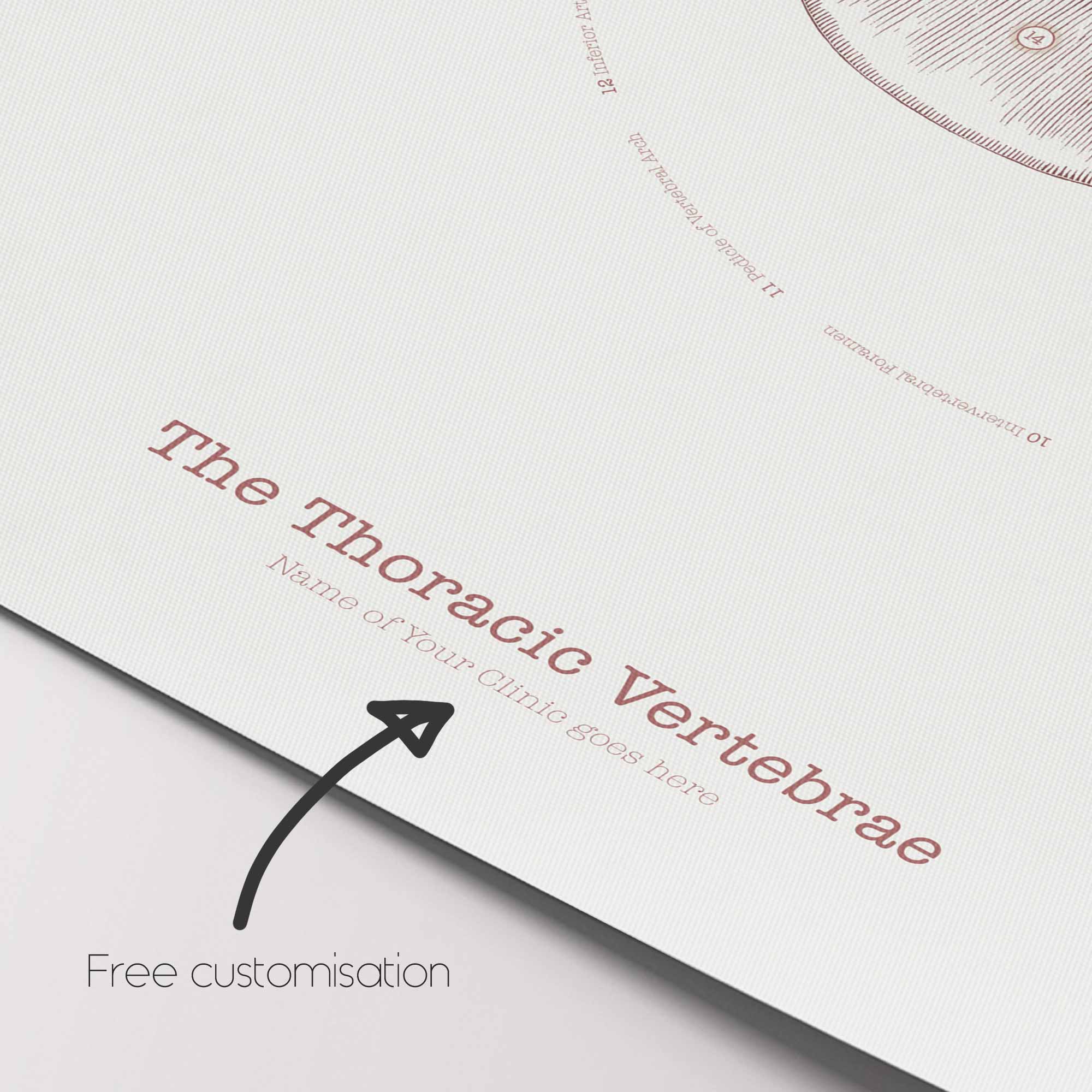 The Thoracic Vertebrae Bones Vintage Artwork