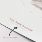 The Neck Muscles Vintage Artwork