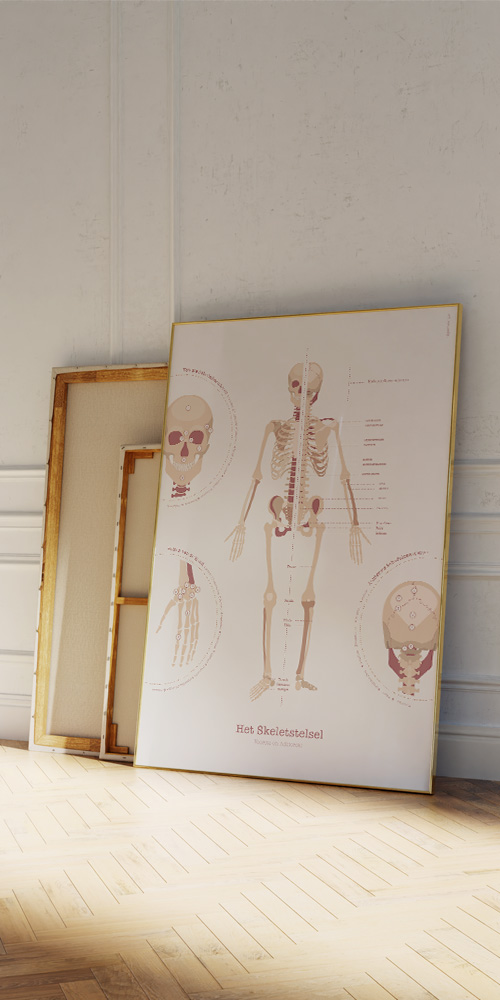 Het Skeletsysteem