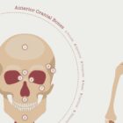 The Skeletal System Chart