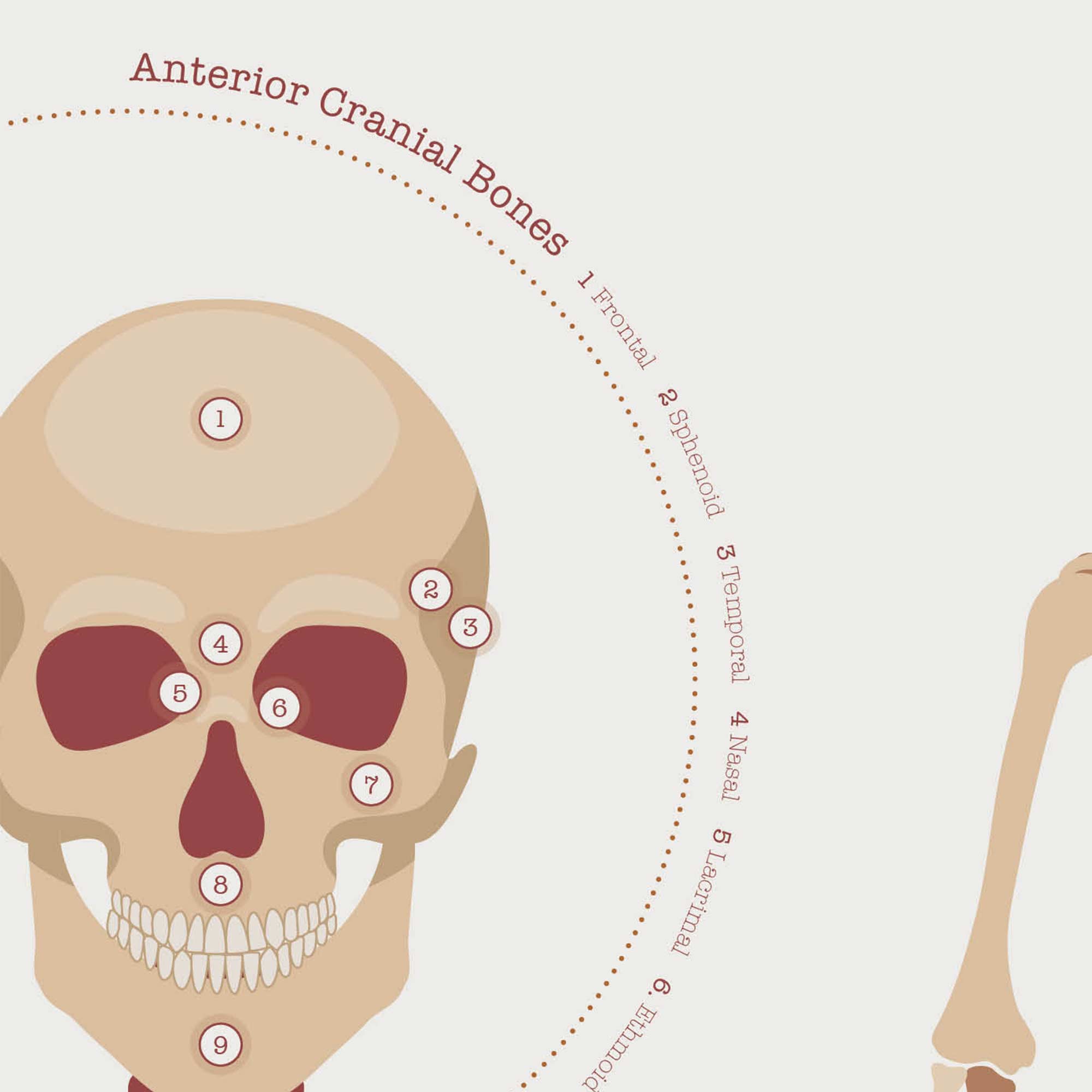 The Skeletal System Chart