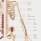The Skeletal System Chart