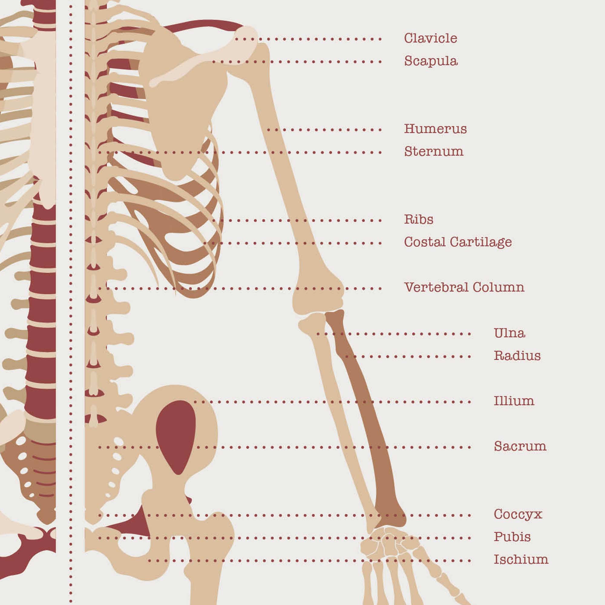The Skeletal System Chart