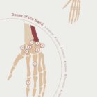 The Skeletal System Chart